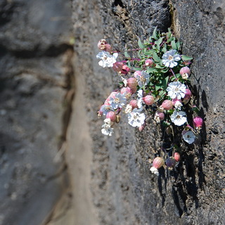 To Þórsmörk - Sea Campion